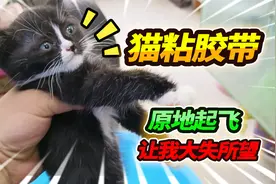 测验猫咪爪子粘胶带，没有起飞大失所望，这还不是一个品种视频封面