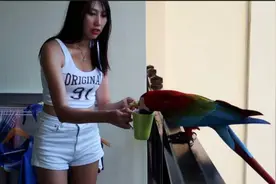 酒店度假连续3天飞来80厘米金刚大鹦鹉，脾气暴老妈吓得赶紧躲！视频封面