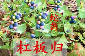 农村路边的杠板归，一种蛇都害怕的植物？这3个用途要了解