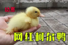 拼夕夕花10块钱买只网红柯尔鸭，收到货后，这小鸭子也太可爱了