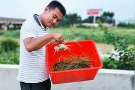农村赶海人下地笼捕海鲜，原来海螃蟹是这样子抓来的，去瞧下呗视频封面