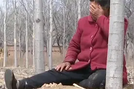 石家庄300棵杨树被人一夜扒皮，老人瘫地痛哭：五年的心血啊！视频封面