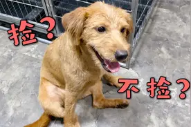 旧狗翻新后，给虎妞改习惯，让它告别”捡漏王“视频封面