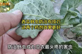 西瓜上蚜虫繁殖快抗药强，用这两种药剂防治，杀虫干净控虫时间长视频封面