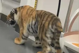 栩栩如生！济南地铁现大“老虎”，乘客：它主人还骑上去了视频封面