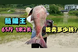 65斤的大鲢鳙量一下有1米2长，老板亲自上门购买，看看能卖多少钱视频封面