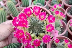 仙人球中的“荷花”，花朵粉嫩嫩，只要有光就群开，可以四季开花