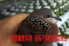 小斑鸠慢慢的长大了，尾巴毛掉光了能再长出来么，应该怎么弄？