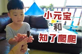 VLOG｜知了爬爬是什么？三岁萌娃只看不敢摸，惊吓不已！