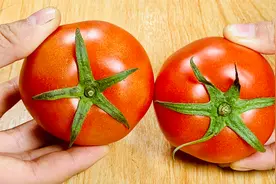 “西红柿”买5片叶还是6片叶？80岁菜摊大爷：买错了，又硬又难吃