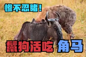 角马太惨了！被鬣狗活生生啃食致命视频封面