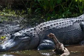 鳄鱼是超级奔跑选手，科学家承认低估了，它们还能跳跃视频封面