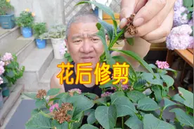 为了大花绣球整齐划一，我把正在开的花头也修剪了！视频封面