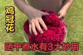 晒干的鸡冠花厉害了，拿它煮水有3大妙用，解决不少男女烦恼