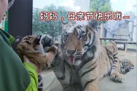 奶萌小老虎母亲节与妈妈亲密同框，“虎妈”不断伸爪抚摸场面有爱