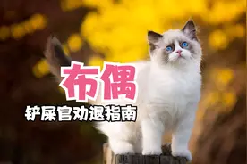 布偶颜值爆表，智商感人？为啥价格这么贵？养了他就像养了条狗？