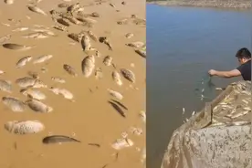 鄱阳湖上万斤鱼搁浅，20多人自费开车转运到赣江：于心不忍视频封面