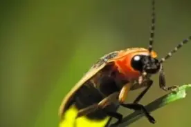 美国一只青蛙吞食萤火虫，虫还拼死反击，在蛙肚发光暴露青蛙踪迹视频封面