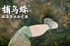 绿色地狱：第一次在丛林里遇到捕鸟蛛！幸亏我有解药，差点丧命！