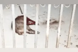 野猪成群游泳过河，还跑进了厂房，台州警方全副武装抓野猪