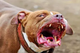 训练斗狗犬的基地，狗狗在这里经历着痛苦的折磨