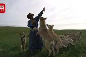 中国版的与狼共舞！内蒙古大叔饲养上百匹野狼 曾钻狼窝与狼玩耍