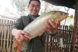 5斤重的野生大鲤鱼，应该这样做才好吃，鱼肉甜美又不腥，看饿了