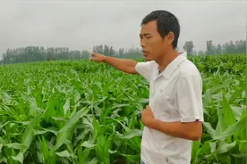 小伙给玉米打矮壮素，每亩增产500/800斤，看小伙怎样给大家解答视频封面