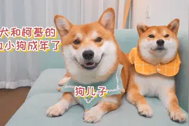 柴犬和柯基的混血小狗1周岁成年了，每一次成长都让我提心吊胆视频封面