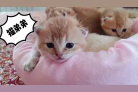 如何辨识猫咪性别？主人教你一招，一眼看出公母视频封面