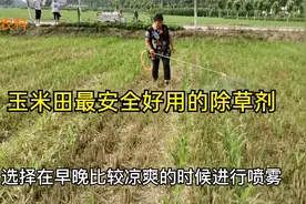 玉米田最好用的除草剂，除草干净彻底，对玉米又安全视频封面