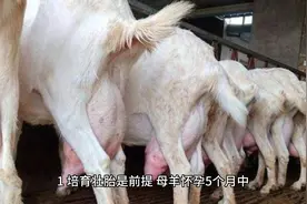 羔羊这样饲养管理，存活率高长得壮视频封面