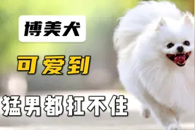 博美犬：仗着自己可爱，为所欲为，猛男都扛不住
