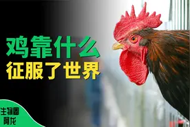 平均只活6周，却遍布全球超过200亿只，鸡靠什么成为了超级物种？
