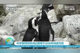 气温升高+食物减少，科学家预测非洲企鹅将于2026年彻底灭绝！视频封面
