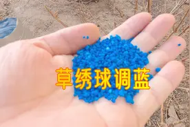虽然不经济，但是太简单啊！适用于新手的绣球花调蓝方法