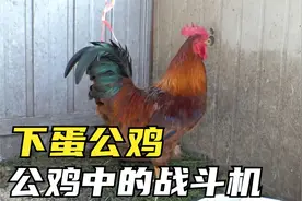 小时候是母鸡，长大以后变成了公鸡，还会下蛋！韩国《走近科学》