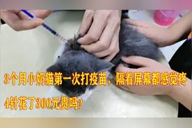 3个月小奶猫第一次打疫苗隔着屏幕都感觉疼，4针花了360元贵吗？视频封面