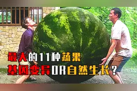 世界最大11种蔬果：1200公斤南瓜、300斤西瓜，真的能吃吗？视频封面