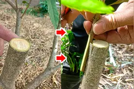 东魁杨梅，说是难嫁接成活的果树，教你一个简单方法看完秒懂视频封面