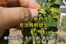 这个新药，专治桃树苹果等果树上的蚜虫，喷一次能管21天视频封面