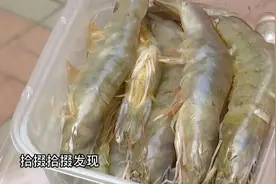 盐汪子虾又出问题？这异样属实让人难以接受！水产专家揭秘！视频封面