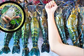 越南虾王入侵湄公河，身粗如手臂泛滥成灾，进口中国为何被拒绝？视频封面