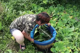 农村大姐自制捕虾神器真厉害，一晚收获半桶河虾，能卖不少钱