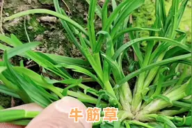 牛筋草煮鸡蛋作用厉害，解决了很多人的健康问题，赶紧来学学吧视频封面