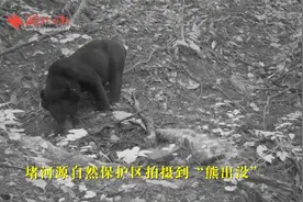 堵河源自然保护区拍摄到“熊出没”视频封面