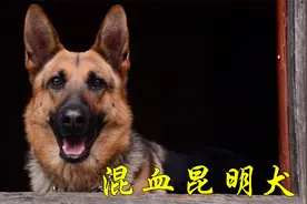 2岁德牧和昆明犬混血的狗子，路人出5000想买，主人不愿意卖