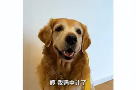 狗狗为了吃红烧肉居然收买保安一起忽悠主人！视频封面