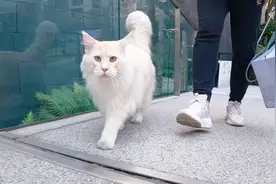 想要给猫咪自由，就得让猫咪先学会守规矩