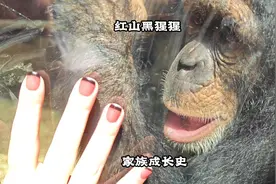 红山动物园的黑猩猩们，家族关系复杂，一家子如今四分五裂